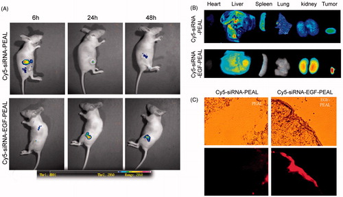Figure 7. Distribution of Cy5-siRNA-PEAL NPs and Cy5-siRNA-EGF-PEAL NPs in vivo. (A) Images of Cy5-siRNA-PEAL NPs and Cy5-siRNA-EGF-PEAL NPs at 6, 24 and 48 h after being injected from tail veins in vivo. (B) The fluorescent images of hearts, livers, spleens, kidneys and tumors after 48 h. (C) Cryostat sections of tumor tissues. The fluorescent intensity of Cy5-siRNA-EGF-PEAL NPs in the tumor was obviously stronger than Cy5-siRNA-PEAL NPs group.