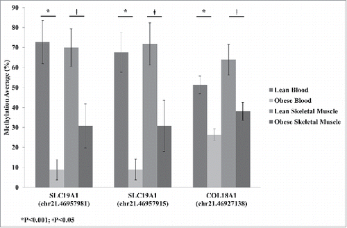 Figure 2. Average methylation detected by reduced representation bisulfite sequencing (RRBS) for SLC19A1 sites Chr.21:46,957,981 and Chr.21:46,957,915 and COL18A1 site Chr.21:46,927,138 for lean and obese in both blood and skeletal muscle. Significance based on independent sample t-tests.