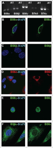 Figure 4. Endogenous expression of B56 subunits in MEFs. A) RT-PCR was used to detect native B56α, B56β, B56γ, B56δ and B56ϵ mRNA in wild type MEFs, -RT = no transcriptase. (B - F) Immunohistochemical analysis using antibodies to B56α, B56β, B56γ, B56ϵ (green) and B56δ (red) with DAPI (blue) in wild type MEFs. Representative immunofluorescence images from MEFs at E14.5. Representative images from 3 independent experiments were obtained using a 60X objective.