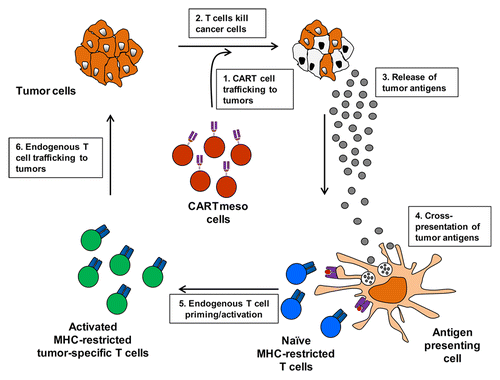 Figure 1. Chimeric antigen receptor modified T cell adoptive therapy induces an endogenous antitumor immune response through epitope spreading. Autologous chimeric antigen receptor (CAR)-engineered T cells induce the development of an endogenous antitumor immune response through a multi-step cyclical process as follows: 1) CAR-modified T (CART) cells infiltrate tumor lesions. 2) CART cells recognize tumor antigen expressed on the surface of cancer cells leading to tumor cell lysis. 3) Dying cancer cells release tumor antigens. 4) Tumor-associated proteins are engulfed by antigen presenting cells which process and present tumor-associated peptides in the context of major histocompatibility molecules (MHC) to endogenous T cells. 5) Tumor-specific T cells recognizing peptide/MHC complexes are primed and become activated. 6) Nascent, activated tumor-specific T cells infiltrate tumor lesions. Infiltrating tumor-specific T cells recognize tumor cells via T cell receptor engagement of peptide/MHC complexes present on tumor cells amplifying the initial antitumor T-cell response.