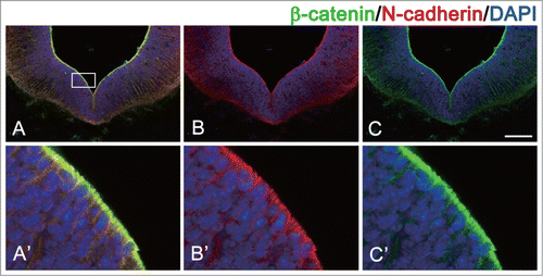 Figure 2. Localization of N-cadherin and β-catenin in ventricular zone of ventral midbrain during development. N-cadherin and β-catenin is co-localized at the apical domain of NPCs in mouse embryo (embryonic day 11.5). (A) Merged image of N-cadherin and β-catenin staining. (B) image of β-catenin staining. (C) image of N-cadherin staining. Higher magnification views of the boxed areas in A, B, and C are shown in A’, B’, and C’, respectively. Scale bar indicates 100 μm.