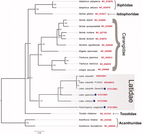 Figure 1. Phylogenetic tree depicting the evolutionary relationships within the order, inferred from maximum-likelihood estimation based on 13 mitochondrial protein-coding genes and two ribosomal RNA genes with best-fit partitioning scheme. Members from the family Acanthuridae were used as an outgroup and a selection of species from families thought to be related to the Latidae were included for comparative purposes. Circles next to tip labels indicate sequence reported in this study. NCBI accession numbers were provided next to tip labels (in red). Numbers at nodes indicate Ultrafast Bootstrap support and branch lengths indicate number of substitutions per site.