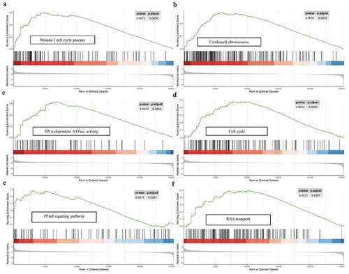 Figure 9. GSEA analysis of the 9-gene signature between high and low risk groups. GSEA analysis showed that the high-risk group were significantly associated with meiosis-related processes (a), condensed chromosome (b), DNA-dependent ATPase activity (c), cell cycle (d), PPAR signaling pathway (e), as well as RNA transport (f)