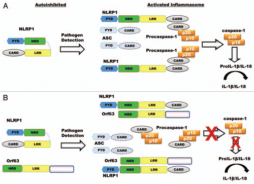 Figure 1 The effect of Orf63 on the formation and activity of the NLRP1 inflammasome. (A) Normal activation of the NLRP1 inflammasome. NLRP1 exists in an autoinhibited state in the absence of pathogen infection where the LRR domain folds back onto the NBD to prevent inflammasome formation. Pathogen detection induces NLRP1 into an open conformation facilitating the association with procaspase-1 through homotypic interactions between CARD domains to form the inflammasome. The association of NLRP1 with procaspase-1 initiates autocatalytic processing of procaspase-1 to catalytically active caspase-1, which cleaves pro-IL-1β and/or IL-18 to their biologically active forms. (B) Orf63 disrupts the interaction of procaspase-1 and NLRP1. Through molecular mimicry of NLRP1's NBD and LRR, Orf63 interacts directly with NLRP1 and blocks NLRP1 inflammasome formation preventing downstream procaspase-1 activation and subsequent IL-1β/IL-18 processing.