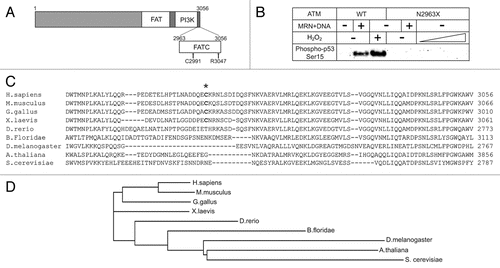 Figure 1 The FATC domain of ATM is critical for its activation. (A) A diagram of ATM domains including the FAT, PI3K kinase and FATC domains, C2991 and deletion point in the R3047X mutant allele. (B) Kinase assays were performed as described in reference Citation29, except with ATM wild-type or N2963X mutant proteins. Phosphorylation of a GST-p53 substrate was assessed by western blotting with an antibody specific for phospho-p53 serine 15 (Calbiochem, PC461). (C) An alignment of the ATM FATC domain from various species. Cysteine 2991 is marked with an asterisk. (D) The phylogram of ATM sequence alignment generated by ClustalW2. The PHYLIP method was used by ClustalW2 to generate the branching diagram. ClustalW2 phylogenetic calculations are based on the neighbor-joining method.Citation60 Branch lengths are proportional to the amount of inferred evolutionary change.