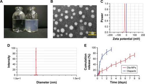 Figure 1 The physicochemical properties and drug release study of Ola-NPs in vitro.Notes: The physicochemical properties of Ola-NPs (A–D) and drug release study in vitro (E). (A) Deionized water (left) and prepared Ola-NPs aqueous solution (right), Ola-NPs aqueous solution appeared a faint blue. (B) Transmission electron microscopy image of Ola-NPs (the scale is 50 nm). (C) Ola-NPs Zeta potential, Ola-NPs shown a negative surface charge of −22.53±1.96 mV. (D) Particle size distribution of Ola-NPs, presented a mean size of 31.96±1.54 nm. (E) Drug release study of Ola-NPs and Ola.Abbreviations: Ola, free olaparib; Ola-NPs, olaparib nanoparticles.