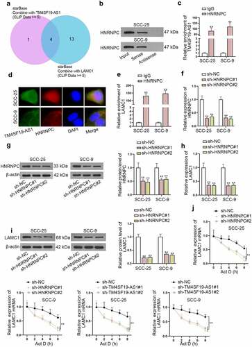 Figure 5. LAMC1 mRNA is stabilized by HNRNPC protein. (a) Potential RBPs which had a binding with both TM4SF19-AS1 and LAMC1 were predicted. (b-c) RNA pull down assay together with RIP assays jointly examined the binding affinity of TM4SF19-AS1 and HNRNPC protein. (d) FISH and IF assays explored the accumulation of TM4SF19-AS1 and HNRNPC in HNSCC cells. (e) RIP assay revealed LAMC1 enrichment in HNRNPC antibody. (f-g) HNRNPC expression was detected in HNSCC cells upon HNRNPC knockout. (h-i) LAMC1 expression was tested via RT-qPCR after HNRNPC was depleted. (j) The stability of LAMC1 mRNA was analyzed when HNRNPC or TM4SF19-AS1 was down-regulated. ** P < .01.