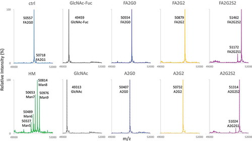 Figure 2. Reduced Heavy chain LC-MS analysis of glycoforms. Deconvoluted mass spectrometric data of heavy chain of starting mAbs, acceptors and resulting six glycoforms are shown to confirm intended transglycosylation and good agreement with theoretical molecular mass shown in Table 2. Starting mAbs showed relatively heterogeneous mass spectrum, where resulting acceptors and transglycosylated glycoforms showed highly homogeneous profile. Truncation of one sialic acid residue observed for mAb-FA2G2S2 and mAb-A2G2S2 is possibly due to fragmentation induced by ionization. No alternations in light chain were observed by the reduced mass analysis (data not shown).