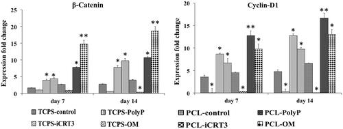 Figure 6. Expression fold changes of two Wnt/β-catenin signalling gene markers. β-catenin and Cyclin-D1 on days 7 and 14 for isolated stem cells while cultured on eight groups including: TCPS with basal media (TCPS-control), TCPS with iCRT3 (TCPS-iCRT3), TCPS with inorganic polyphosphate (TCPS-poly-P), TCPS with osteogenic medium (TCPS-OM), PCL with basal media (PCL-control), PCL with iCRT3 (PCL-iCRT3), PCL with inorganic polyphosphate (PCL-poly-P) and PCL with osteogenic medium (PCL-OM). The significant differences (p<.05) and (p<.01) between groups are indicated with star sign and two-star sign, respectively.