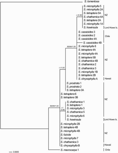 Figure 4 Bayesian phylogeny of the nuclear gene glutamine synthetase (ncpGS) sequences in Sophora sect. Edwardsia. Support values (maximum parsimony bootstrap, maximum likelihood bootstrap and Bayesian posterior probability) are shown for internal nodes where they exceed 70% MP and ML BS and 0.95 PP.