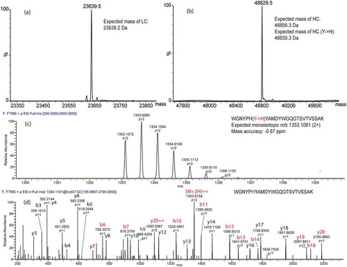 Figure 6. Intact mass analysis of reduced and deglycosylated MOPC 21 and tryptic peptide mapping of reduced and alkylated MOPC21.Deconvoluted mass spectra of light chain (a) and deglycosylated heavy chain (b) of MOPC 21. MS1 (c) and MS/MS (d) spectra of a tryptic peptide in the CDR3 of heavy chain with a point mutation of Tyr to His. Note that fragment ions containing the mutant amino acid residue in the MS/MS spectrum are highlighted in red.