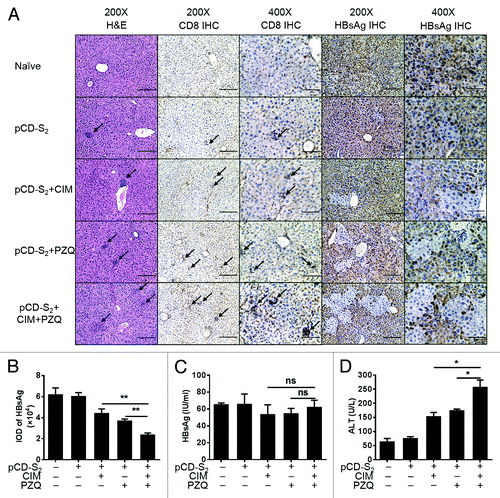 Figure 7. The therapeutic efficacy of combination of CIM and PZQ with pCD-S2 DNA vaccine in HBsAg-Tg mice. The transgenic mice were immunized with pCD-S2, pCD-S2/0.5%CIM, pCD-S2/0.5%PZQ or pCD-S2/0.5%CIM/0.25%PZQ. Livers from transgenic mice were prepared on day 7 after third immunization, fixed, sectioned, and stained with H&E for histological evaluation. Immunohistochemistry results demonstrated CD8-specific T cells or HBsAg-expressing hepatocytes. Representative images are showed (A). (B) The HBsAg-staining was quantified using Image-Pro Plus software and expressed by integrated option density (IOD). (C) The concentration of serum HBsAg was measured on day 7 after the third immunization. (D) The activities of ALT in the serum on day 7 after the third immunization Data were shown as mean ± SEM and analyzed by the unpaired Student t test. *P < 0.05 and **P < 0.01.