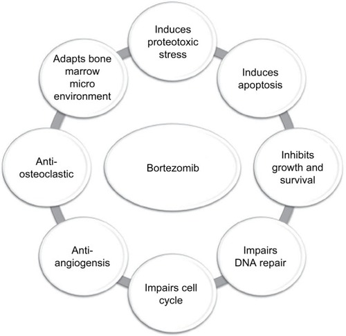 Figure 1 Mechanisms of action of bortezomib