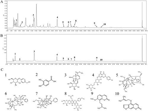 Figure 1. Ultra performance liquid chromatography of WSTLZT with the representative active ingredients. (A) The total ion chromatogram in ion mode of WSTLZT water extract; (B) the total ion chromatogram in ion mode of standards; (C) chemical formula structure of active ingredients: 1, gastrodin; 2, protocatechuic acid; 3, loganin; 4, naringin; 5, benzoylmesaconine; 6, benzoylaconitine; 7, benzoylhypaconine; 8, icariin; 9, osthole; 10, isoimperatorin.
