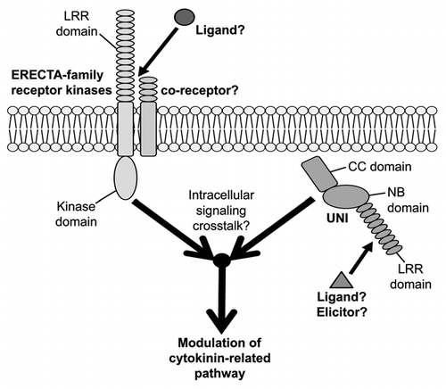 Figure 2 Intracellular signaling crosstalk between UNI-triggered and ER-family-dependent signaling pathways modulates cytokinin-related pathway. UNI harbors a CC (coiled-coil) domain, an NB (nucleotide-binding-site) domain and an LRR (leucine-rich repeat) domain. A ligand or an elicitor for activation of UNI proteins have not yet been identified. The ERECTA (ER) family members encode LRR (leucine-rich-repeat) receptor-like kinases in a subfamily of transmembrane-type receptors. Information about co-receptors that might form receptor complexes with ER-family members in UNI-related signaling and also about ligands for such receptor complexes is still lacking. Activities of ER-family members in UNI-expressing cells are required for uni-1D/+ phenotypes and also for modulation of cytokinin-related pathway.
