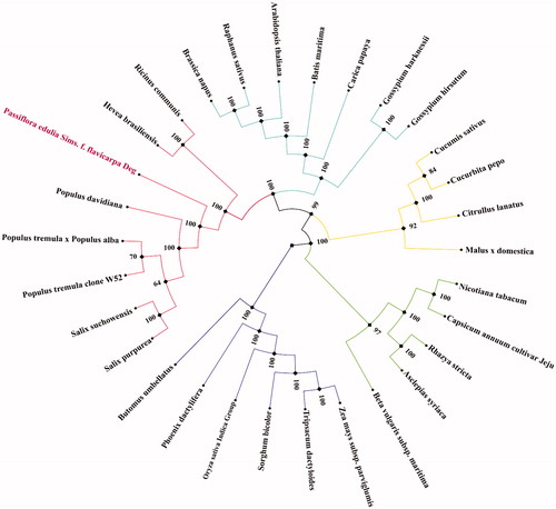 Figure 1. Maximum-likelihood tree based on the sequences of 30 complete chloroplast genomes. Numbers in the nodes were bootstrap values from 1000 replicates. Scale is given in substitutions per site.