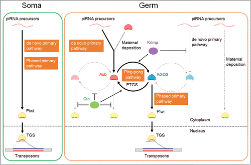 Figure 1. piRNA pathways in the Drosophila ovary. In germline cells, antisense piRNAs are produced and loaded onto Aub by the de novo primary pathway or through maternal deposition. Aub then triggers the ping-pong pathway to produce sense piRNAs bound to AGO3 and own antisense piRNAs by consuming transposon transcripts (post-transcriptional gene silencing; PTGS). AGO3 initiates the phased primary pathway to produce antisense piRNAs bound to Piwi. Very few Piwi-bound piRNAs are maternally deposited. Piwi translocates to the nucleus, where it provokes transcriptional gene silencing (TGS). In soma, only Piwi is expressed, and the de novo primary and phased primary pathways operate to produce antisense piRNAs bound to Piwi. Krimp promotes the Aub-AGO3 heterotypic ping-pong pathway and blocks de novo primary piRNA loading onto AGO3. Qin inhibits the Aub-Aub homotypic ping-pong pathway and the production of Piwi-bound phased primary piRNAs triggered by Aub. Sense and antisense piRNAs are indicated in blue and red, respectively.