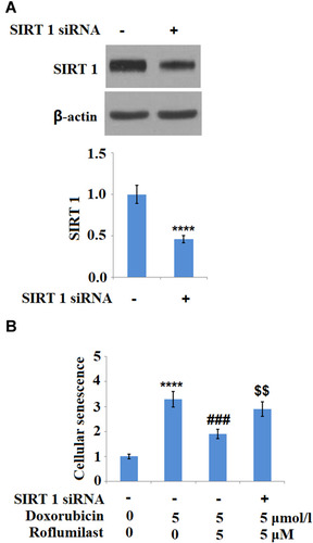 Figure 9 Silencing of SIRT 1 abolishes the protective effects of Roflumilast in H9c2 cardiac cells. Cells were transfected with SIRT 1 siRNA, followed by stimulation with 5 μmol/l Doxorubicin in the presence or absence of Roflumilast (2.5, 5 μM) for 24 h. (A) Western Blot analysis revealed successful knockdown of SIRT1; (B) Cellular senescence was measured using SA-β-Gal staining (****P<0.0001 vs vehicle control; ###P<0.001 vs Doxorubicin treatment; $$P<0.01 vs Doxorubicin+ Roflumilast group).
