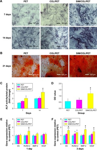 Figure 6 The results of the mineralization of BMSCs seeding on PET samples.Notes: (A) The ALP activity of BMSCs seeded on PET, COL/PET, and SIM/COL/PET scaffolds for 7 days and 14 days. (B) Alizarin red staining after BMSCs seeded on these scaffolds for 21 days. (C) The ALP quantitative analysis for 7 days and 14 days. (D) Alizarin red staining quantitative analysis (415 nm) for 21 days. The osteogenic-related gene expressions (OC, RUNX-2, BMP-2, VEGF) in different groups at days 1 (E) and 3 (F). *P<0.05; **P<0.01 compared with control; #P<0.05 between treatment groups.Abbreviations: PET, polyethylene terephthalate; COL/PET, collagen coating on polyethylene terephthalate scaffolds; SIM/COL/PET, collagen and simvastatin microspheres coating on polyethylene terephthalate scaffolds; BMSCs, bone marrow stromal cells; ALP, alkaline phosphatase; BMP-2, bone morphogenetic protein-2; RUNX-2, runt-related transcription factor 2; OC, osteocalcin; VEGF, vascular endothelial growth factor; OD, optical density.