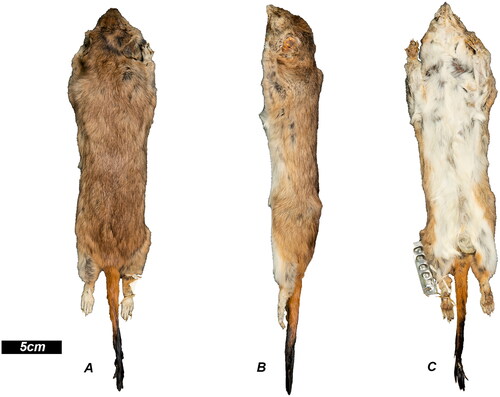 Figure 15. The skin of the holotype specimen of D. archeri (AMS M2987). Views are as follows: A, dorsal; B, ventral; C, lateral.