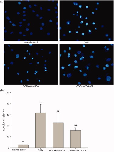 Figure 9. Detection of apoptosis by Hoechst 33258 staining. (A) Cells with Hoechst 33258 staining; (B) Apoptosis rate. Data are mean ± SD. **p < 0.01 compared with normal culture; ##p < 0.01 compared with OGD; & p < 0.05 compared with OGD + ICA. n = 8.