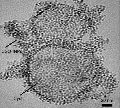 Figure 6 Transmission electron microscopy (TEM) image of magnetically deflected nanoparticle (CSO-INP)/cyst aggregates.Abbreviation: CSO-INP, chitosan oligosaccharide-functionalized iron oxide nanoparticle.