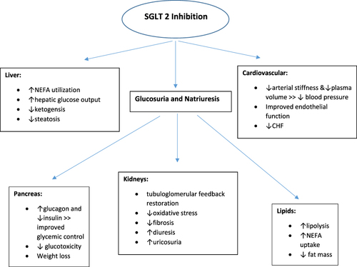 Figure 2 Mechanisms of action of SGLT2 inhibitors.