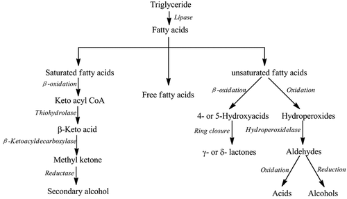 Figure 3. General degradation pathways of lipids during milk fermentation by LAB. The pathways are generated according to the following literature: Cheng[Citation5] and Mcsweeney et al.[Citation45].
