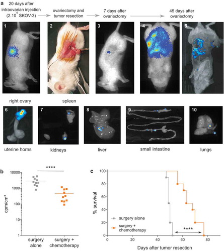 Figure 2. Establishment of a preclinical orthotopic human EOC mice model. (a) Representative optical and bioluminescence pictures showing the chronological development of orthotopic EOC xenografts (pictures 1 to 5) and subsequent peritoneal carcinosis (pictures 6 to 10) in NSG mice. (b) Bioluminescence analysis of mice performed at day 45 after tumor resection in surgery (surgery alone) or surgery combined to intraperitoneal injection of chemotherapy at days 10, 12, 14 and 16 after surgery (surgery + chemotherapy) (n = 10 mice; **** p < 0.0001). Results are expressed as cpm/cm2. (c) Survival curves of mice treated by surgery alone (-■-) or surgery and chemotherapy (-■-) (n = 10 mice per group; Log rank analysis, **** p < 0.0001).