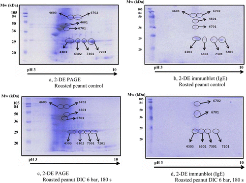 Figure 2. 2-DE PAGE and 2-DE immunoblot patterns of roasted peanut samples before and after DIC treatments. Non-treated control (a) and DIC-treated (c) roasted peanut extracts are separated by 2-DE PAGE and IgE reactive spots are identified by 2-DE immunoblot in the non-treated control (b) and DIC-treated (d) samples.