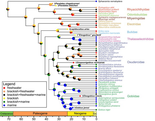 Figure 12. Ancestral habitat reconstruction, based on stochastic character mapping, with ancestral states sampled from 10,000 simulations. Pie charts depict the posterior probability of each habitat type at the respective node. Scale axis in Ma; chronostratigraphic chart following Cohen et al. (Citation2022).