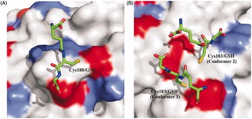 Figure 4. Schematic representation of (A) Cys188-GSH adducts and (B) Cys183-GSH. The two Cys183 conformers are indicated as 1 and 2. Surface representation of CA III is also reported showing the positive charged residues (Lys and Arg) colored light gray, while negative ones (Asp and Glu) colored black.