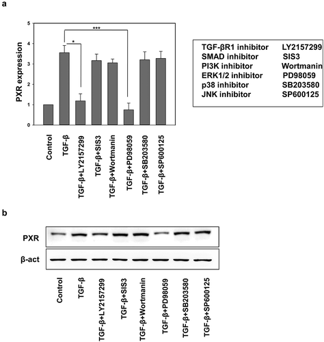 Figure 5. TGF-β induces endogenous PXR expression through non-canonical signaling cascade. (a) qRT-PCR and (b) immunoblot analysis of PXR in HepG2 cell treated with TGF-β alone or in combination with SMAD and non-SMAD pathway inhibitors. Asterisks represent significant differences (*p < 0.05, **p < 0.005, ***p < 0.0005). Data are representative of three independent experiments performed in triplicate.