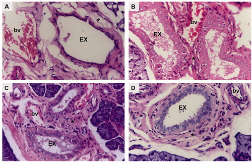 Figure 5. A photomicrograph of rat submandibular salivary gland showing excretory duct (EX), connective tissue stroma (asterisk) and blood vessels (bv) in (A) group I (DM), (B) group II (DM + OE), (C) group III (DM + OE-NC3), and (D) group IV (DM + OE-NC4) (H&E, Orig. Mag. ×400).