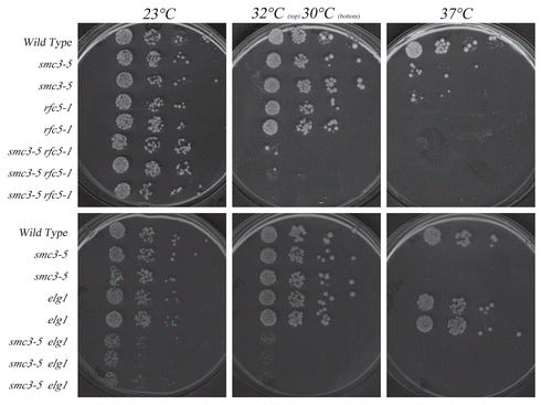 Figure 4 Growth analyses of scc2 cohesion-defective strains in the presence of additional rfc5-1 or elg1 mutations. Top row: rfc5-1 mutation exacerbates scc2-4 mutant cell conditional growth. Growth of 10-fold dilutions of wild type, rfc5-1 and scc2-4 single mutant strains and rfc5-1 scc2-4 double mutant strains (three independent isolates shown). Colony growth shown on rich medium plates maintained at 23°C, 30°C and 37°C. Bottom row: elg1 deletion exacerbates scc2-4 mutant cell conditional growth. Growth of 10-fold dilutions of wild type, elg1 and scc2-4 single mutant strains and elg1 scc2-4 double mutant strains (three independent isolates shown). Colony growth shown on rich medium plates maintained at 23°C, 30°C and 37°C.