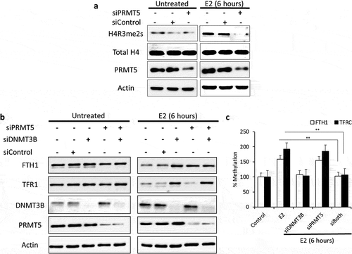 Figure 5. Differential E2-induced methylation events are required for FTH1 and TFRC silencing. (a) Expression status of H4R3me2s, total H4 and PRMT5 proteins in lysates obtained from E2-treated PRMT5-silenced Hep-G2 cells as well as treatment and silencing negative controls. (b) Expression status of FTH1, TFR1, DNMT3B and PRMT5 proteins in lysates obtained from E2-treated PRMT5 and/or DNMT3B-silenced Hep-G2 cells as well as treatment and silencing negative controls. (c) Next, these siRNAs treated cells were used to analyse DNA methylation of the promoter region of FTH1 and TFRC genes by qMSP. Only one representative figure, out of at least two independent experiments is shown. Actin was used for normalization and as a loading control. In each bar graph, the data represent means ± SEM. **P < 0.001 compared with E2 treatment. (C: control, V: vehicle, and E2: Estrogen)