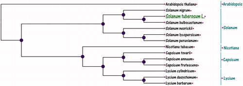 Figure 1. Neighbour-Joining (NJ) tree of Potato (Solanum tuberosum L.) with other 13 species chloroplast genomes. This tree was drawn without setting outgroups. All nodes exhibit above 90% bootstraps. The NCBI database accession number is AP000423.1 (Arabidopsis thaliana), NC028070.2 (Solanum nigrum), DQ347958.1 (Solanum bulbocastanu), KP117025.1 (Solanum neorickii), NC007898.3 (Solanum lycopersicum), KP117026.1 (Solanum peruvianum), NC001879.2 (Nicotiana tabacum), NC033526.1 (Capsicum tovarii), NC018552.1 (Capsicum annuum), KR078312.1 (Capsicum frutescens), NC_039651.1 (Lycium cylindricum), MG976805.1 (Lycium dasystemum), and KJ145020.1 (Lycium barbarum).