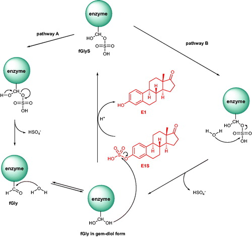 Scheme 2. Two putative mechanisms of action for STS (pathways A and B).