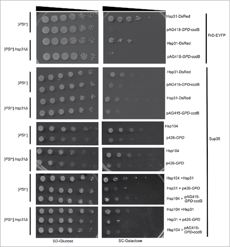 FIGURE 6. Hsp31 and Hsp104 reduce Sup35 prion toxicity. Hsp31, Hsp104 or the indicated combination of both along with GAL-PrD-Sup35-EYFP or full length Sup35 were overexpressed in [PSI+] and [PSI+] hsp31Δ strains. Decimal serial dilutions were plated onto selection plates with 2% glucose that serve as control or 2% galactose to induce the expression. Plates were incubated at 30°C for 3 d before producing the images. Hsp31 or Hsp104 rescued toxicity of GAL-PrD-Sup35-EYFP or full length Sup35 in these strains. Combination of Hsp31 and Hsp104 greatly reduce the toxicity compared to when they are individually expressed.