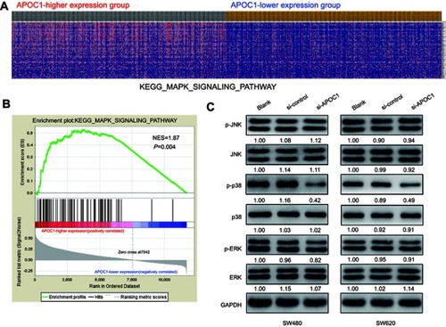 Figure 4 Silencing of APOC1 suppresses the expression of mitogen-activated protein kinase (MAPK) signaling-related genes.Notes: (A) GSEA-generated heatmap for highly enriched genes in the MAPK signaling pathway in the APOC1-higher expression group compared to the APOC1-lower expression group from the TCGA COAD-READ dataset. (B) GSEA on the TCGA COAD-READ dataset identified MAPK signaling pathways as a regulatory target of APOC1. The GSEA enrichment plot shows values for normalized enrichment score (NES) =1.87 and nominal P-value =0.004. (C) Protein levels of the MAPK pathway-related genes were evaluated by Western blotting in SW480 and SW620 cells at 48 hrs after transfection with si-Control or si-APOC1. GAPDH was used as a loading control. Band intensity given underneath gel image was measured using ImageJ software, presented as fold change compared with controls, respectively. Blank: wild-type cells; si-Control: negative control siRNA; si-APOC1: APOC1-siRNA transfected cells.