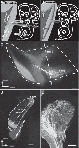 Figure 5: Three-color neurotracing with NV Jade, Red, and Maroon allows easy visualization of nerve fibers projecting from ear to brain or brain to ear by either epifluorescence or confocal microscopy. Nerve tracts originating at discrete locations in the periphery and projecting into closely adjacent regions in the brain of E18.5 mice (A, C, D) or nerve tracts arising in the brain and innervating the inner ear (B, E) were imaged using NV Jade (green pseudocolor) in combination with NV Red (red pseudocolor) and/or NV Maroon (blue pseudocolor) after 5 days of diffusion at 37°C Scale bar indicates 100 μm in all images. Abbreviations: AC, anterior crista; HC, horizontal crista; PC, posterior crista; S, saccule; U, utricle. Panel A: schematically illustrates the location of dye insertions in the inner ear (colored arrows) and the nerve fibers projecting from those locations back to the brain (colored lines), and in particular into the cochlear nuclei (red, green) and vestibular nuclei and cerebellum (blue). Epifluorescence of whole mounted brain and confocal images taken from tissue section shown by the white dotted line are shown in panel C (lateral view) and panel D (section along the dotted line shown in C), respectively. Panel B: shows insertion points in the brain (red and green arrows) used to fill nerve fibers projecting to the utricle (U), a vestibular endorgan in the inner ear. The corresponding confocal image is shown in panel E. Panel C: Nerve fibers originating from the base or apex of the cochlea or the central vestibule of the inner ear were labeled by insertion of filter segments coated with NV Jade, NV Red or NV Maroon, respectively. Epifluorescence imaging of a whole brain mount using standard FITC, Texas Red and Cy5 filters, respectively, showed excellent color segregation of the corresponding closely adjacent projection areas in the brain (cochlear nuclei and vestibular projection area). Image shown was corrected for bleed through in the Cy5 channel from regions having high intensity NV Red signal using Image Pro (see Materials and Methods). Dashed line indicates the level of the coronal section cut from the same preparation and imaged by confocal microscopy (panel D). Neuronal profile filling was detectable at distances of up to 5 mm away from the filter insertion sites. Panel D: A coronal 100 μm thick vibratome section cut along the dashed white line shown in panel A and imaged by confocal microscopy clearly shows the expected discrete projections from the inner ear into the cochlear and vestibular nuclei in the brain without any bleed-through. Using such projections, it is possible to determine the area of the cochlear nuclei (turquoise line), distances between projection bands (yellow line) or absence of overlap of specific projections in normal mice and assess how each is affected by specific mutations. Panel E: Insertion of NV Jade and NV Red filter segments into the cerebellum and the brainstem, respectively, of fixed neonatal mouse brain followed by confocal imaging of whole organ mount allows detailed visualization of segregation (green, red) or overlap (yellow) of innervating fibers within specific endorgans such as the utricle (U) of the inner ear, using a much simplified protocol compared to that require for neurotracing of the same tissue with DiA and DiI (see text).