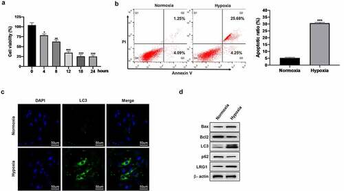 Figure 2. Effect of hypoxia on H9c2. (a) Cell viability was detected by CCK-8 after hypoxia treatment (0, 4, 8, 12, 18, 24 h); (b) Apoptosis was detected by Annexin V-FITC/PI staining; (c) Autophagy was detected by immunofluorescence assay (the scale bars = 50 μm); (d) Western blot was used to detect the expression of Bax, Bcl2, LC3, p62 and LRG1 protein. *P < 0.05, **P < 0.01, ***P < 0.001