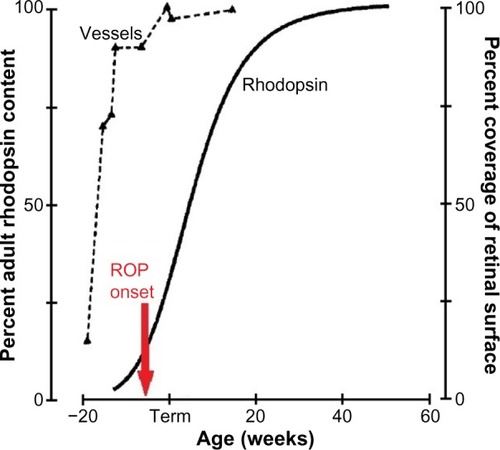 Figure 1 The developmental increase in rhodopsin content of the retina and temporal retinal coverage by large vessels.