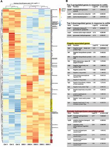 Figure 1. Differential expression analysis of Escherichia coli Nissle reveals upregulation of flagella and formate hydrogenlyase genes in response to colitis. (a) Heatmap of the differentially expressed genes of E. coli Nissle between DSS-treated mice and untreated (control) mice. There are 187 differentially expressed genes; 119 upregulated and 68 downregulated genes clustered based on similarity. The cutoff set for differential expression were log2 fold change over 1.0 and FDR-adjusted p-values under 0.05. Each column represents samples from either DSS treated mice (5 samples) or control mice (3 samples) clustered based on similarity. Red indicates relative overexpression and blue indicates relative repression. (b) Tables highlighting results of differential expression analysis on the top upregulated/downregulated genes in response to colitis as well as genes associated with flagella assembly and formate hydrogenlyase activity. Functions related to gene symbol was retrieved from the BioCyc online database.Citation23 Log2 fold change (Log2FC) and associated p value are listed for every gene listed. Genes in bold were also validated by qRT-PCR in the subsequent section. Flagella genes (yellow) and formate hydrogen lyase genes (red) are highlighted on the heatmap. “ Formate hydrogenlyase gene hycB is listed in the top three upregulated genes table instead of the formate hydrogenlyase genes table
