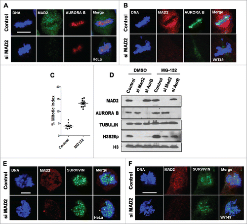 Figure 2. MAD2 regulates AURORA B localization during mitosis. (A). HeLa and (B) WiT49 cells were transfected with control or MAD2 siRNA for 48 hours, followed by immunofluorescence analysis with anti-MAD2 and anti-AURORA B antibodies to visualize the mitotic localization of AURORA B during mitosis. DNA was stained with Hoechst. Scale bar is 10 microns. (C). Mitotic index showing percentage of HeLa cells in mitosis after treatment with either DMSO (control) or MG-132 (5 μM) for 4 hours (D). HeLa cells were transfected with control, MAD2 and AURORA B siRNA for 48 hours followed by treatment with either DMSO or MG-132 (5 µM) for 4 hours. Immunoblotting was performed in with anti-MAD2, anti-AURORA B and anti-TUBULIN antibodies. The phosphorylation status of histone H3 at serine 28 was probed using its phospho-site specific antibody. Histone H3 Western blotting was performed as a control. (E). HeLa cells and (F). WiT49 cells were transfected with control or MAD2 siRNA for 48 hours, followed by immunofluorescence analysis with anti-MAD2 and anti-SURVIVIN antibodies. DNA was stained with Hoechst. Scale bar is 10 microns.