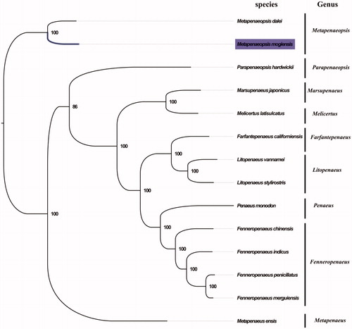 Figure 1. Phylogenetic tree of 14 species in family Penaeidae. The complete mitogenomes is downloaded from GenBank and the phylogenic tree is constructed by maximum-likelihood method with 100 bootstrap replicates. The bootstrap values were labeled at each branch nodes. The gene's accession number for tree construction is listed as follows: Metapenaeopsis dalei (NC_029457), Parapenaeopsis hardwickii (NC_030277), Marsupenaeus japonicus (NC_007010), Melicertus latisulcatus (MG821353), Farfantepenaeus californiensis (NC_012738), Litopenaeus vannamei (NC_009626), Litopenaeus stylirostris (NC_012060), Penaeus monodon (NC_002184), Fenneropenaeus chinensis (NC_009679), Fenneropenaeus indicus (NC_031366), Fenneropenaeus penicillatus (NC_026885), Fenneropenaeus merguiensis (NC_026884), and Metapenaeus ensis (NC_026834).