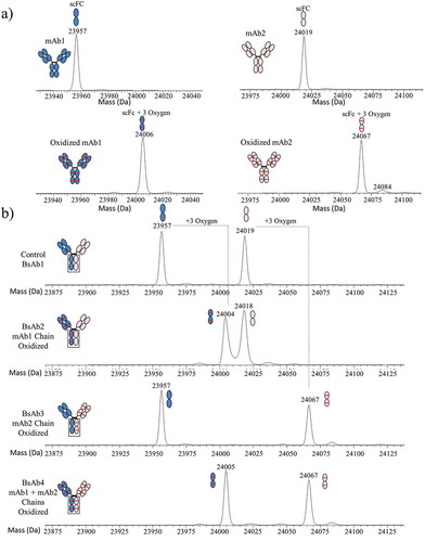 Figure 3. Subunit MS analysis of mAb and BsAb. (a) The deconvoluted spectra for control and oxidized mAb1 and mAb2 are shown in the left and right panels, respectively. (b) The deconvoluted spectra for BsAb1, BsAb2, BsAb3, and BsAb4 are shown in order from top to bottom. mAb1, mAb2, and methionine oxidation are shown with blue fill, peach fill, and red lines, respectively.