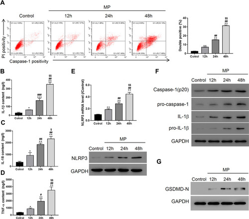 Figure 2 M. pneumoniae (MP) infection promoted pyroptosis in A549 cells. Controls were cultures with 1 mL bacteria-free mycoplasma broth. (A) Flow cytometry (activated caspase-1 and PI staining); ELISA of IL-1β (B), IL-18 (C), TNF-α (D); (E) qRT-PCR and Western blot analysis of NLRP3 expression in A549; (F) Western blot analysis of IL-1β, pro-IL-1β, caspase-1, pro-caspase 1 (F), and GSDMD-N (G). Data are expressed as mean ± SD (n = 3), *P < 0.05, **P < 0.01, ***P<0.001, vs Control; #P < 0.05, ##P < 0.01, ###P<0.001vs 12 h; $P < 0.05, $$P < 0.01, vs 24 h.