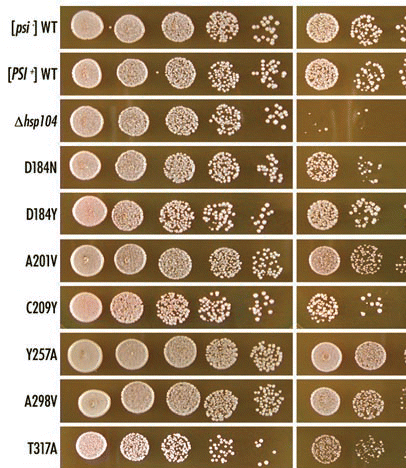 Figure 5 Effect of hsp104 mutations on thermotolerance. Mid-log phase cultures of the indicated strains were incubated at 37°C for one hour to induce the heat-shock response and were then incubated for a further 20 minutes at 50°C. The viability of heat-shocked cells (right) were compared to untreated cells (left) by five-fold serial dilutions on YPD+ade agar. Cells were incubated at 30°C for two days. The results are summarized in (Table 3).