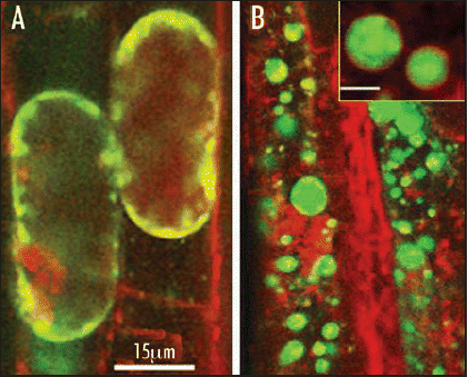 Figure 1 Intracellular localization of NaCl induced ROS. Simultaneous double stain of ROS (H2DCFDA, green) and membrane tracer dye (red) during early minutes of salt stress in Arabidopsis root cells of wild type (wt) (A) and AtVAMP711 antisense transgenics (B). ROS are located within endosomes which are trafficked to the vacuolar membrane. Due to the reduced expression of the v-SNARE AtVAMP7C in the transgenic plants, ROS are precluded from the tonoplast and remain within cytoplasmic mega vesicles (B, inset, scale bar = 1 µm).